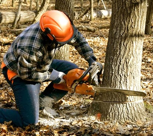 Tree Removal in Eskdale, WV